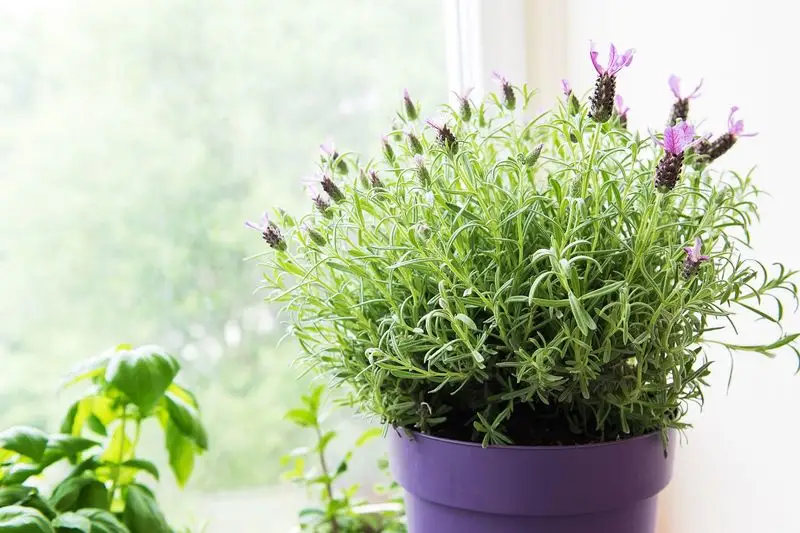 Lavender