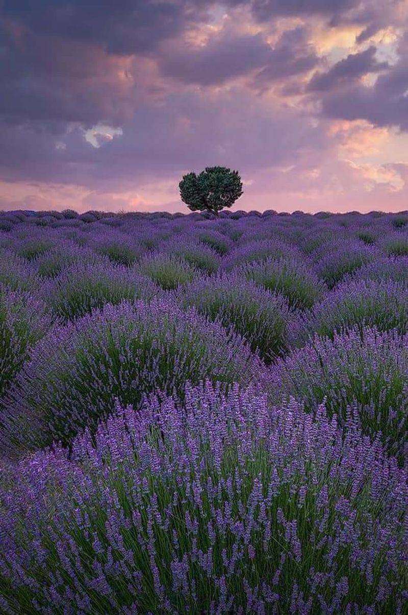 Lavender