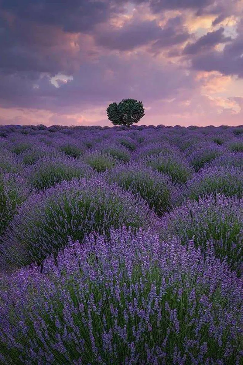 Lavender