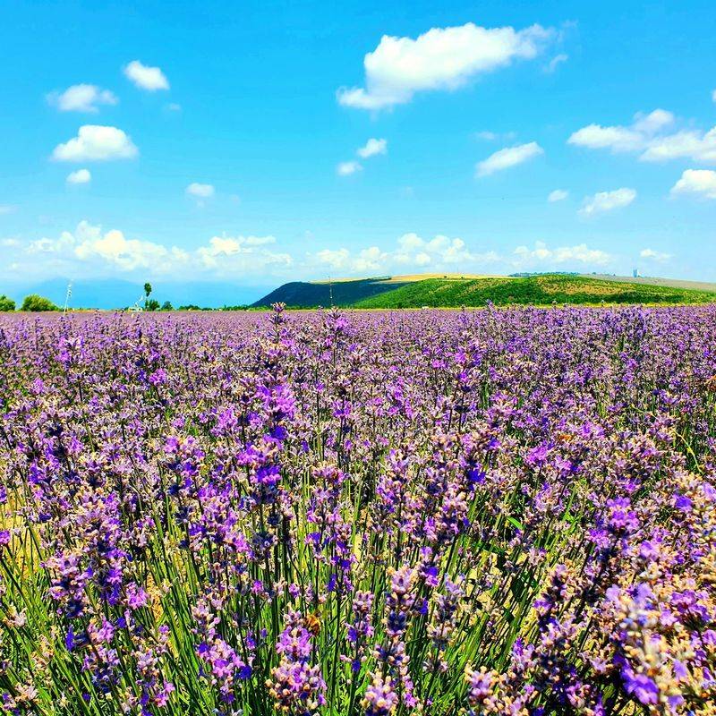 Lavender