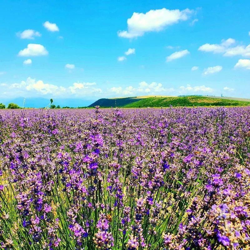 Lavender