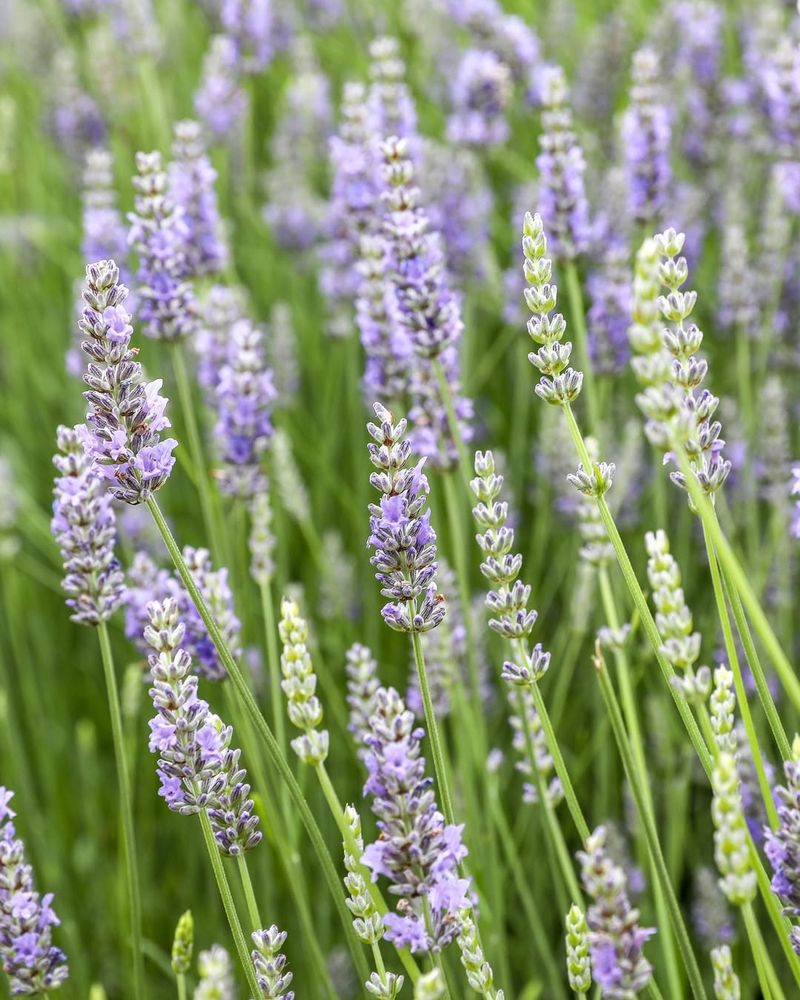 Lavender's Calming Scent for Relaxation