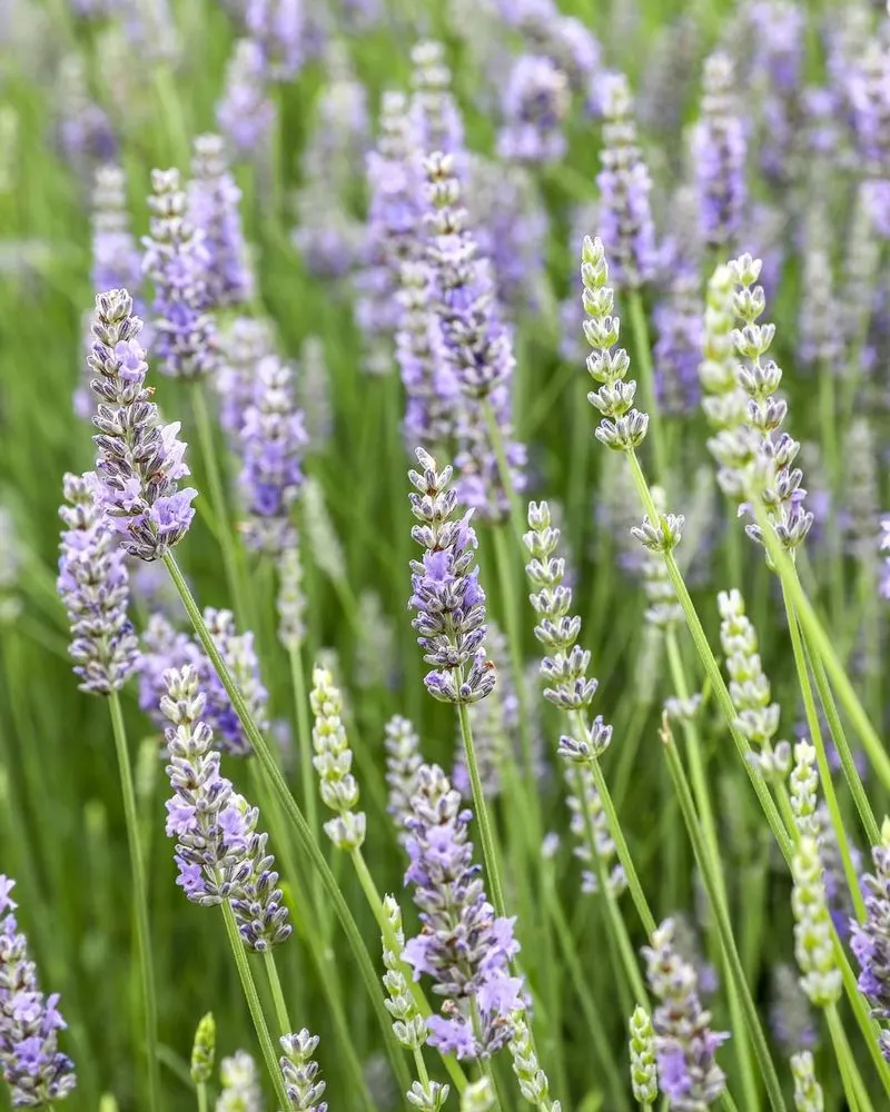 Lavender's Calming Scent for Relaxation