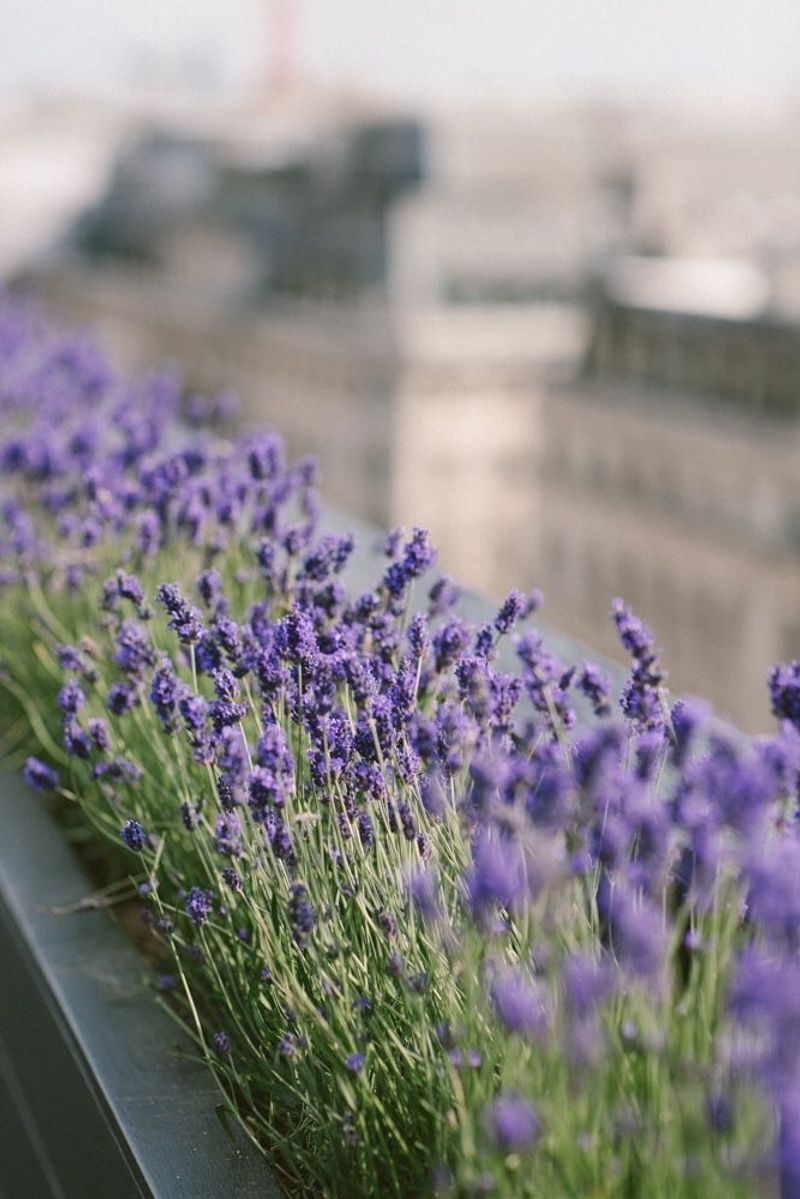Lavender