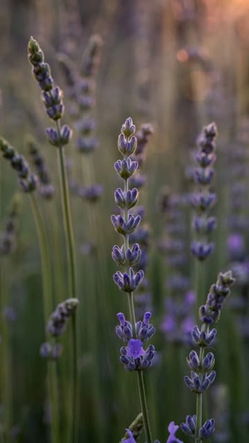 Lavender