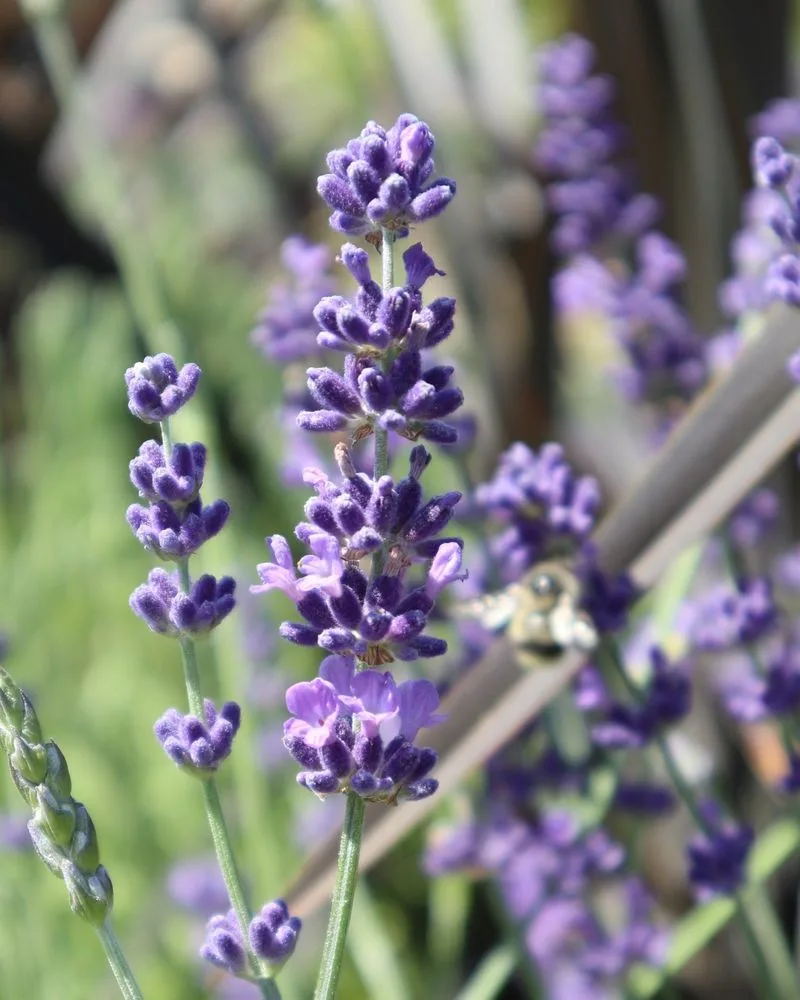 Lavender