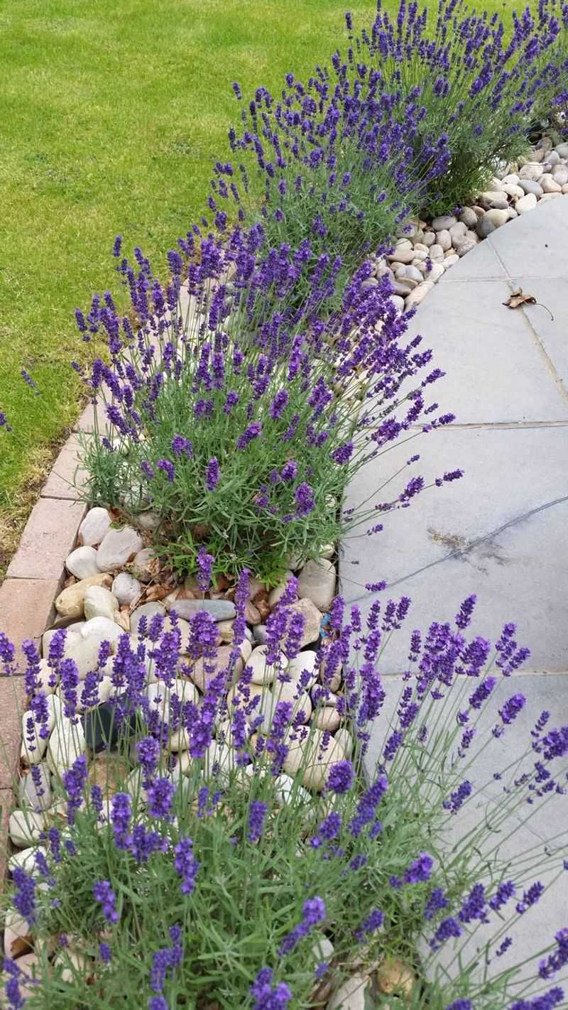Lavender