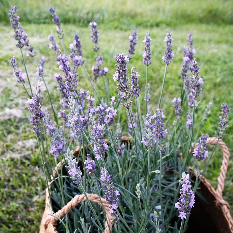 Lavender's Relaxing Retreat
