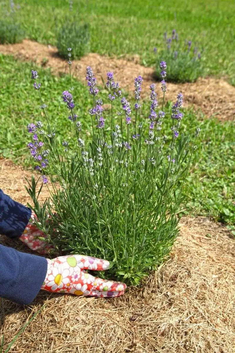 Lavender