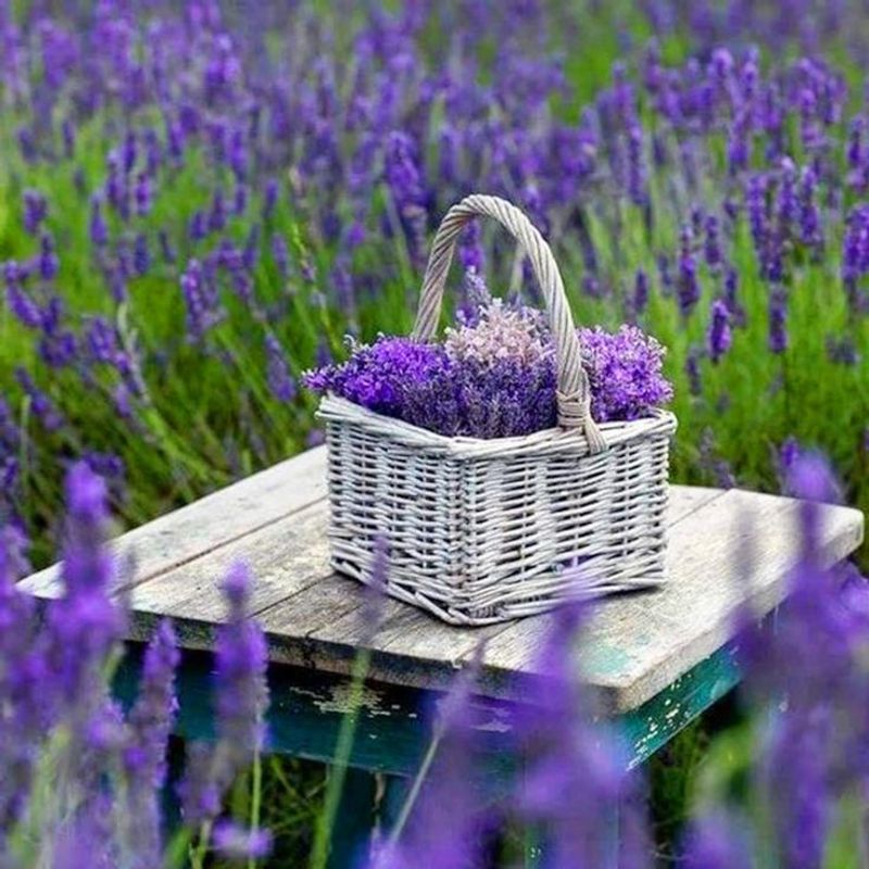 Lavender