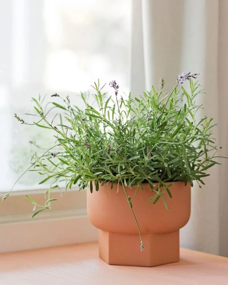 Lavender