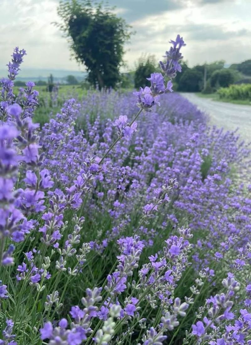 Lavender