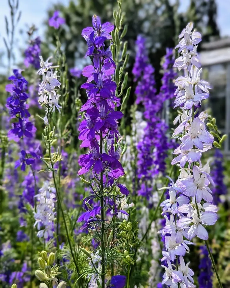 Lavender