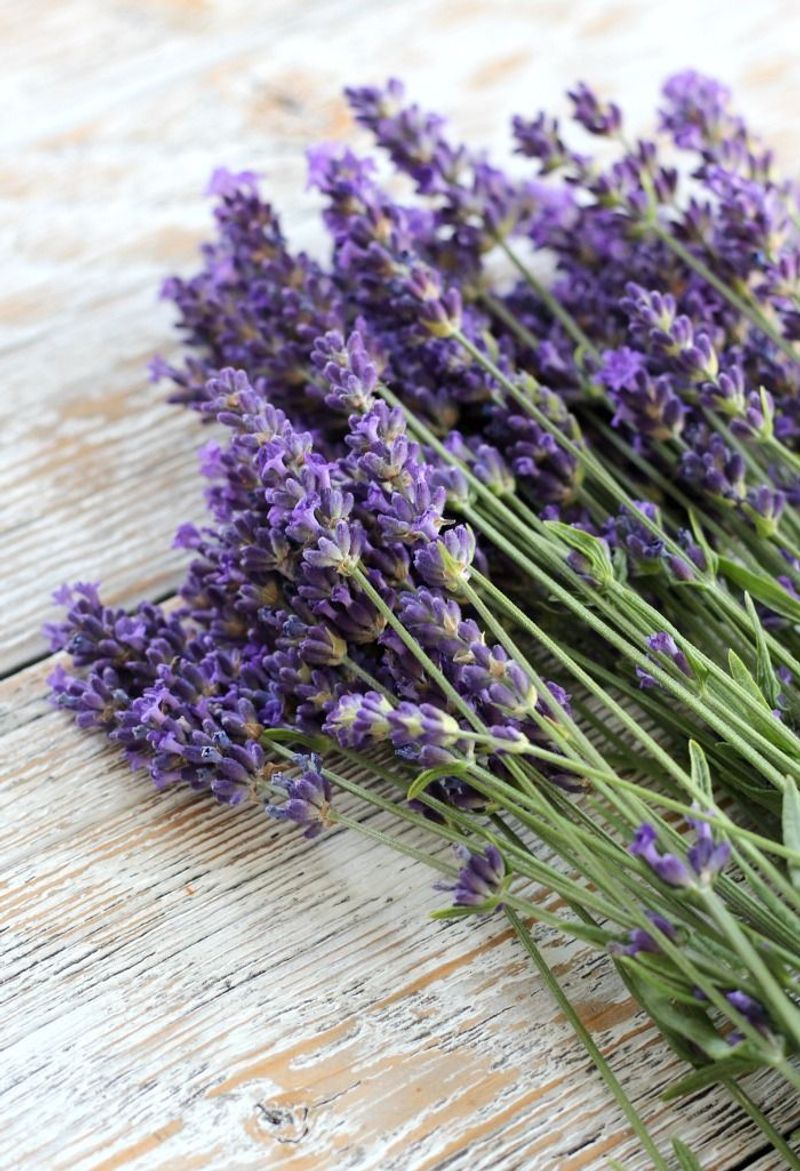 Lavender