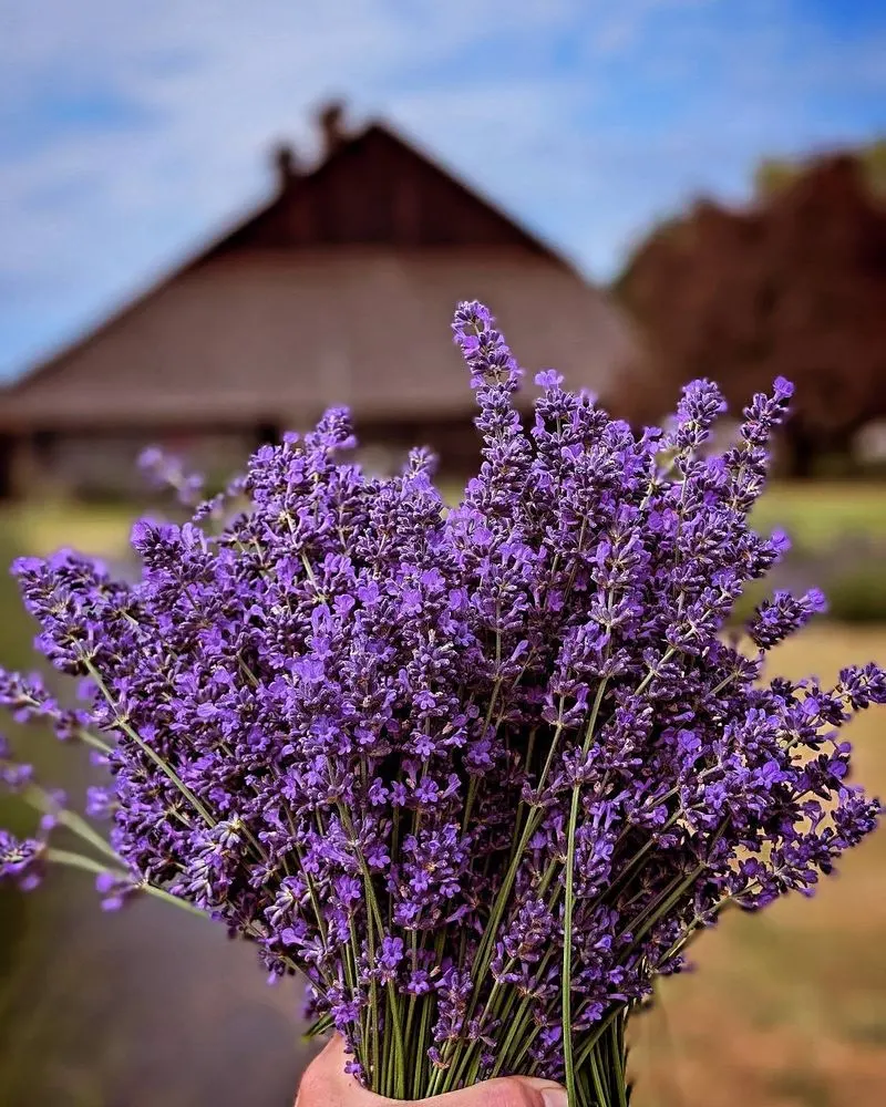 Lavender