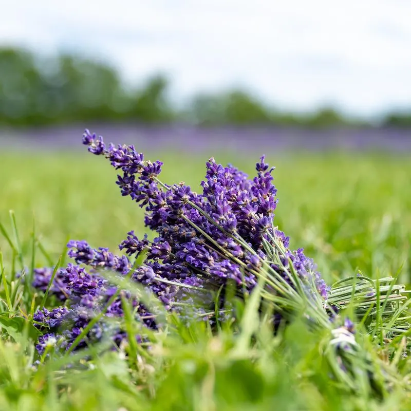 Lavender