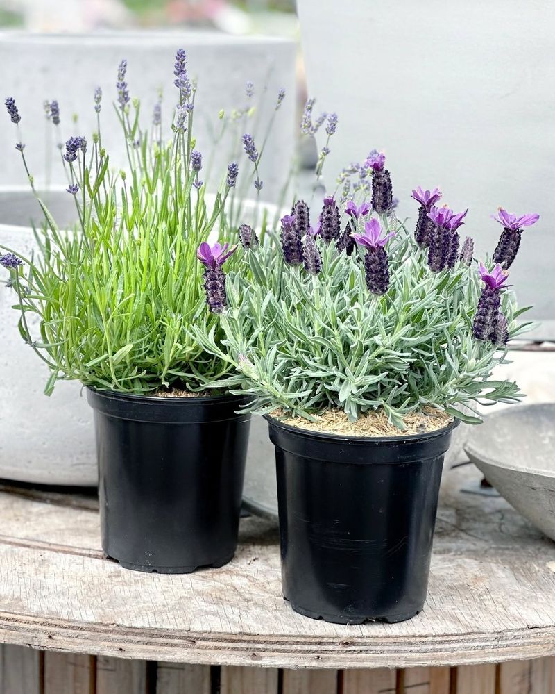 Lavender