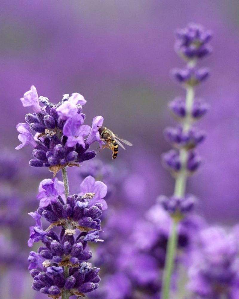 Lavender