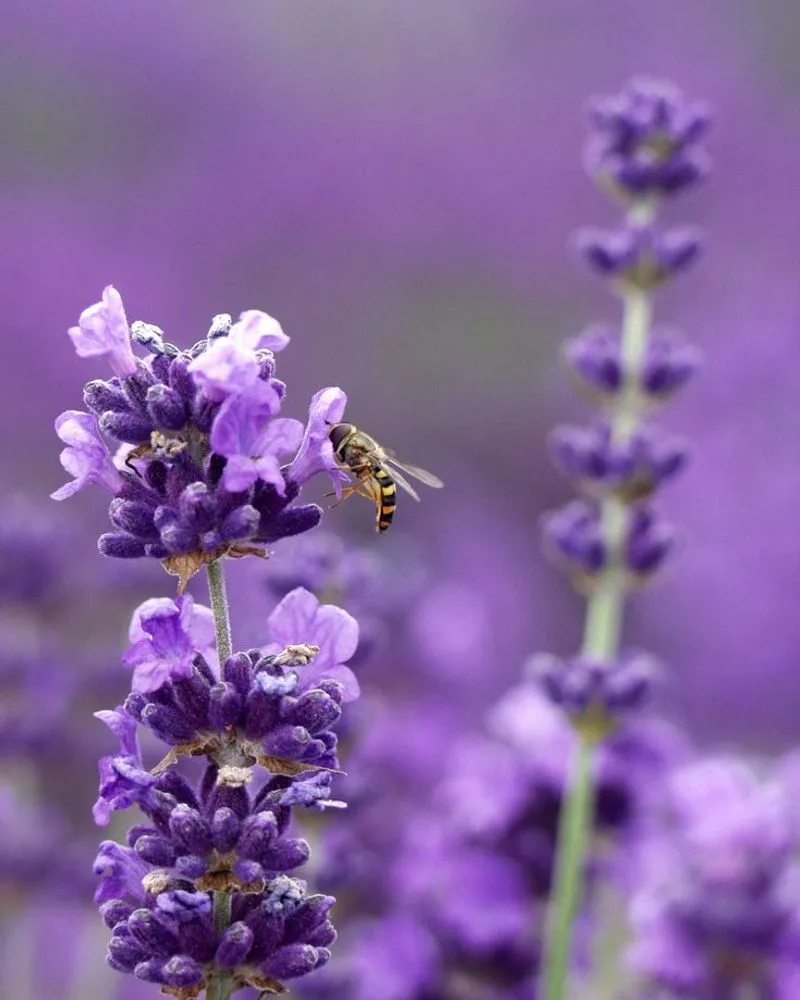Lavender