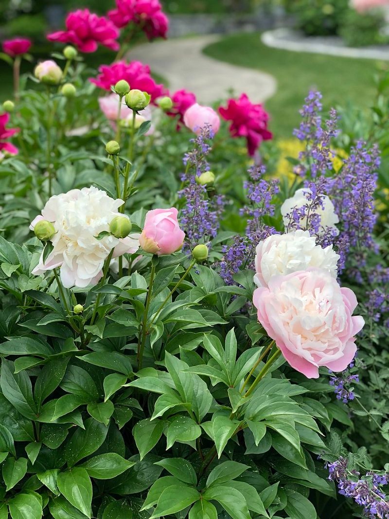Peony