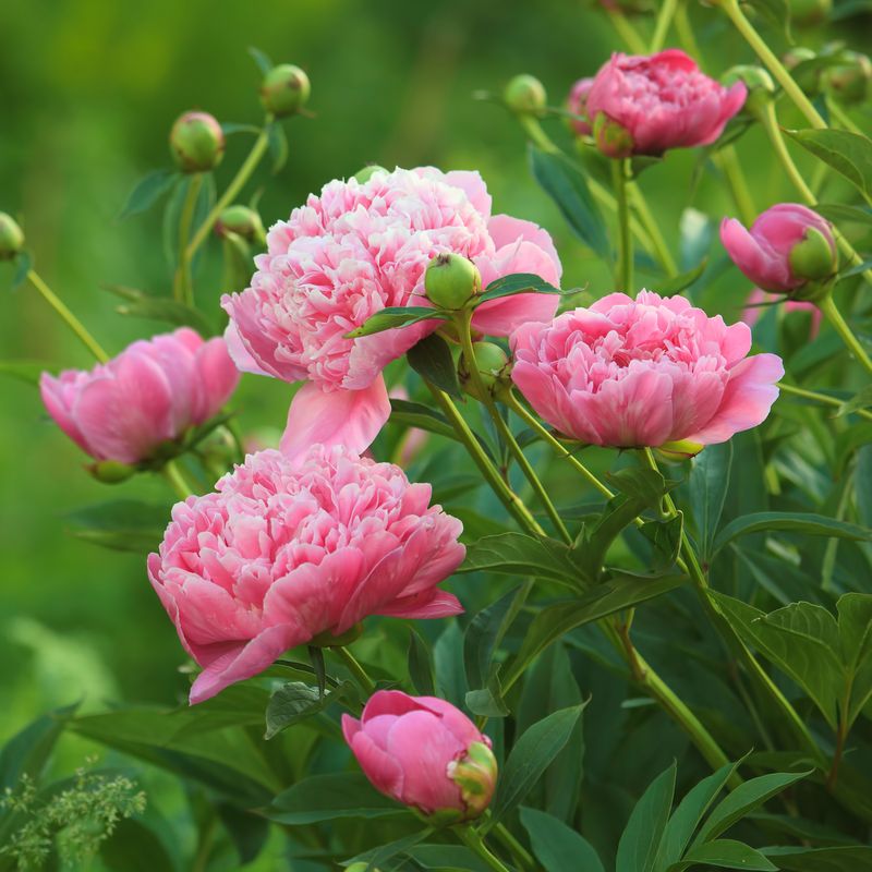 Peonies