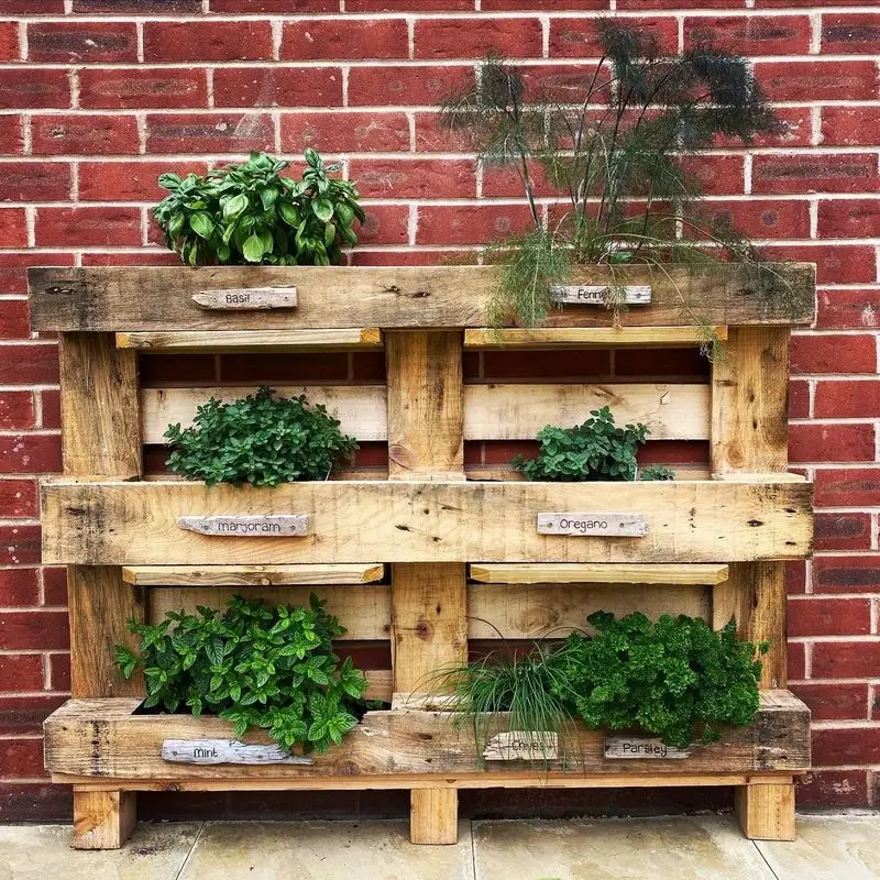 Oregano