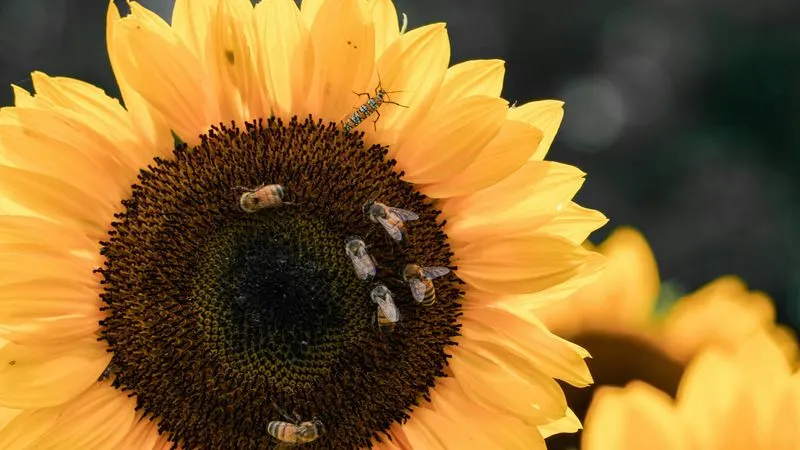 Sunflower