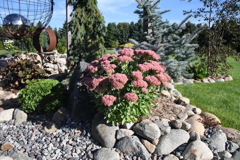 Sedum