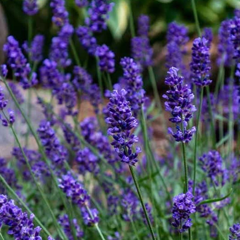Lavender