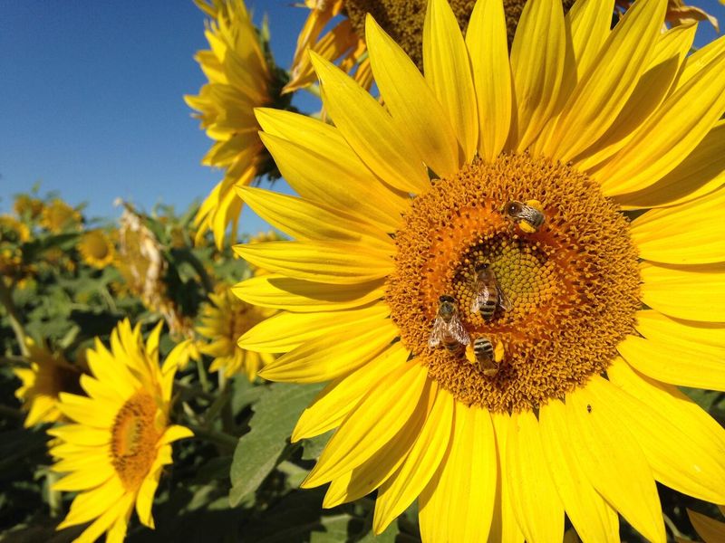 Sunflowers