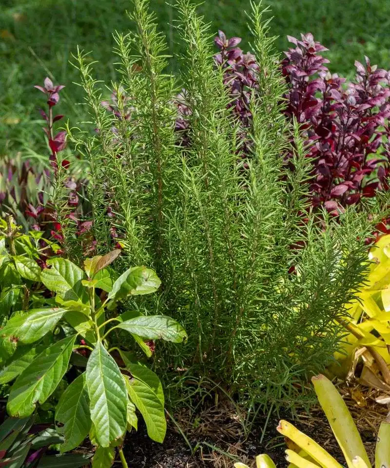 Rosemary