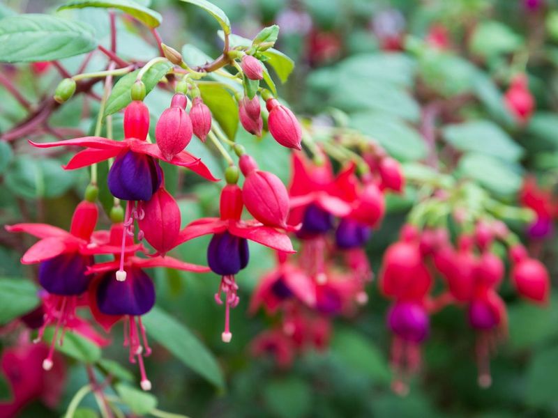 Fuchsia