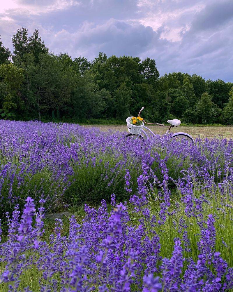 Lavender