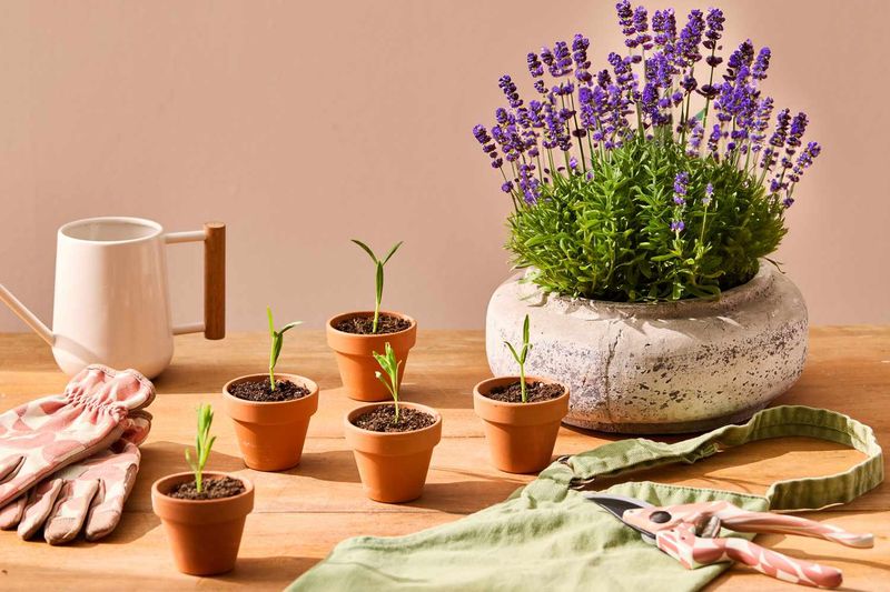 Lavender