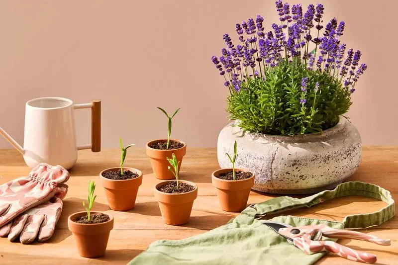 Lavender