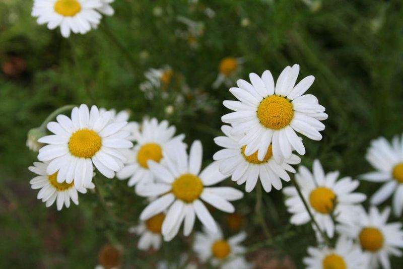 Chamomile