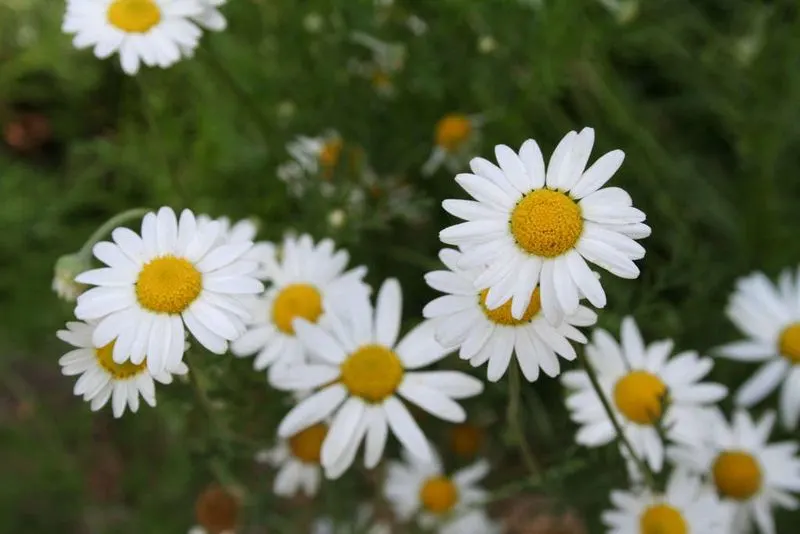 Chamomile