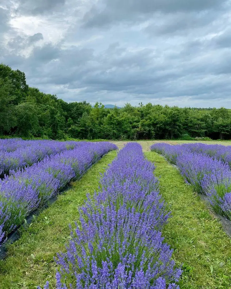 Lavender