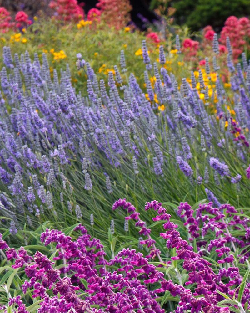 Lavender