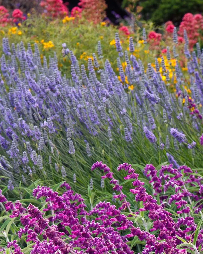 Lavender