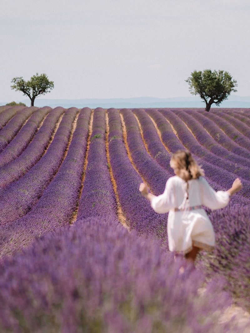 Lavender Fields, Valensole, France