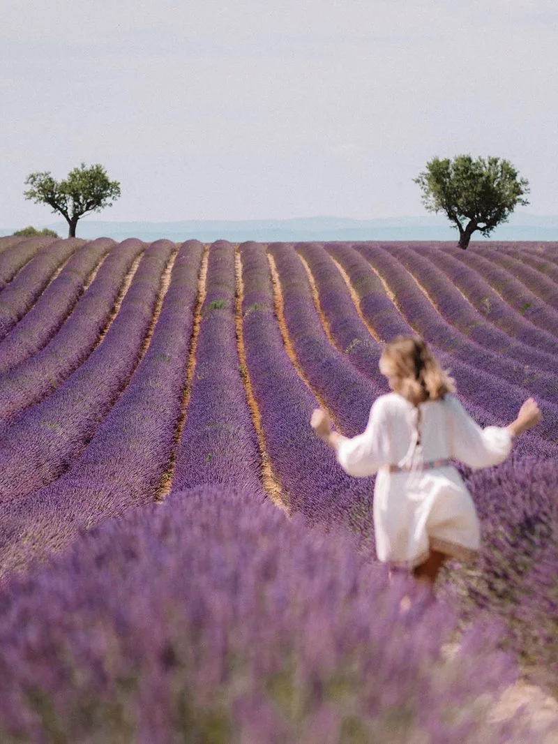Lavender Fields, Valensole, France