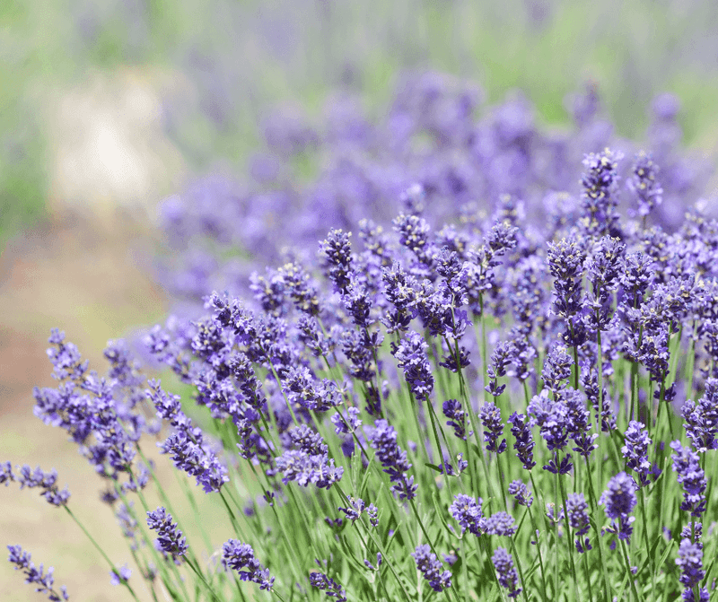 Lavender Hill, South Africa