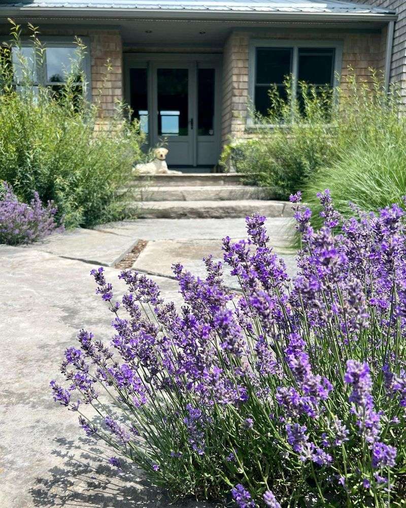 Lavender Lane
