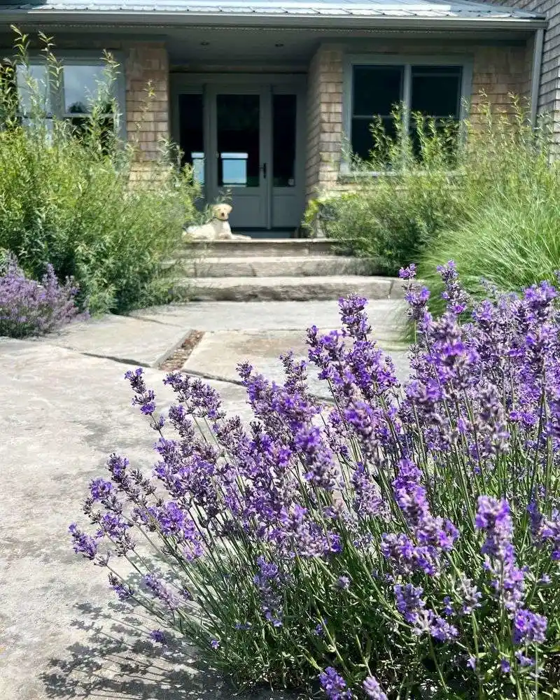Lavender Lane