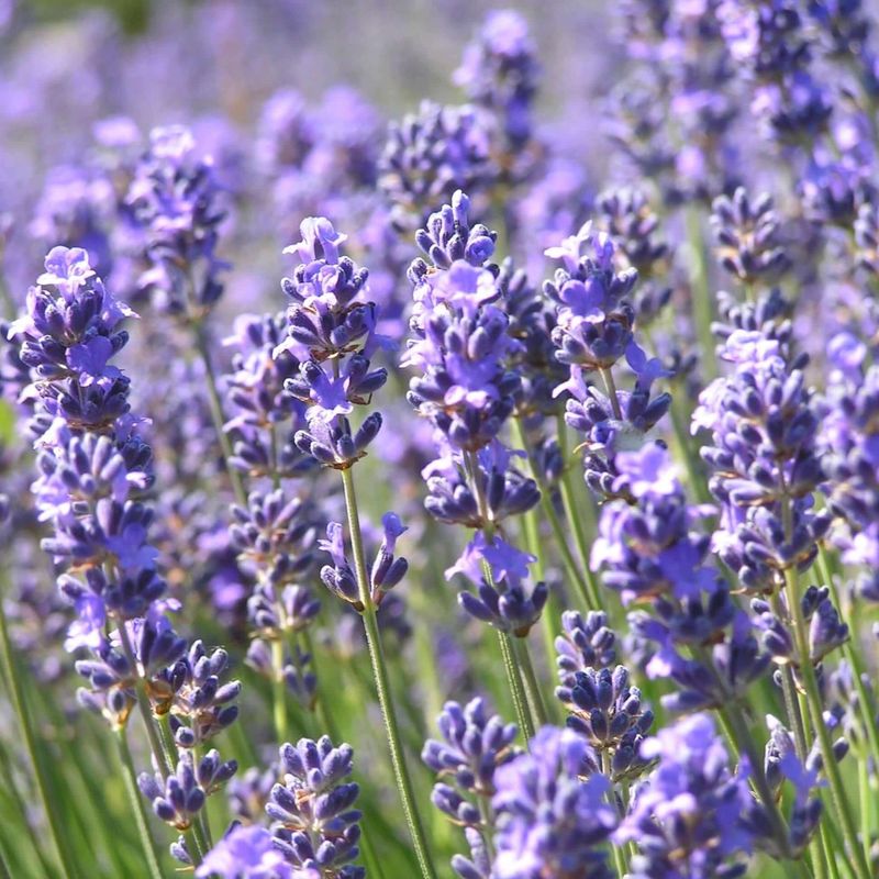 Lavender (Lavandula)