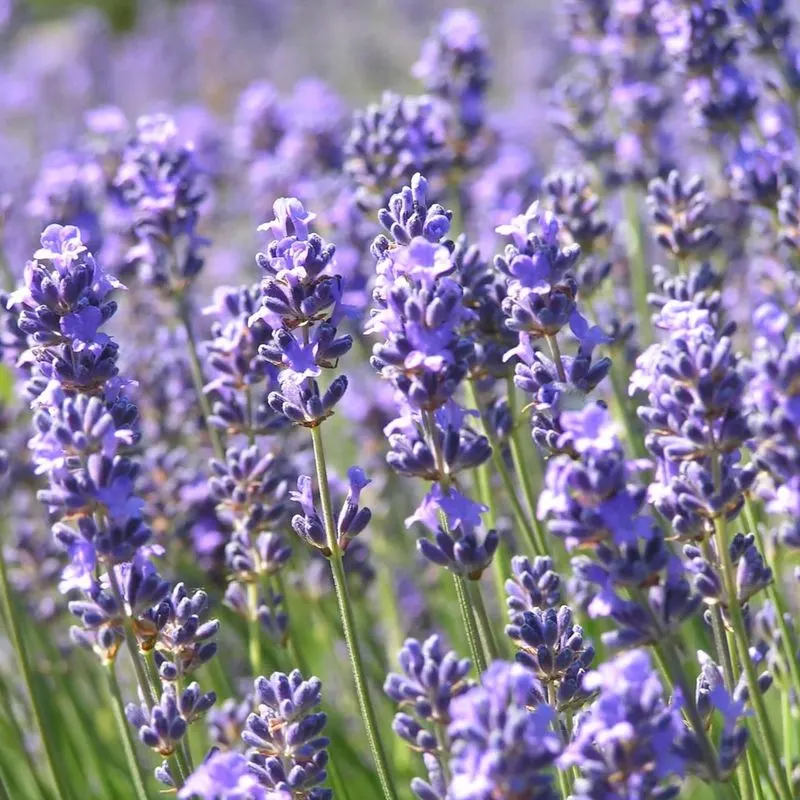 Lavender (Lavandula)