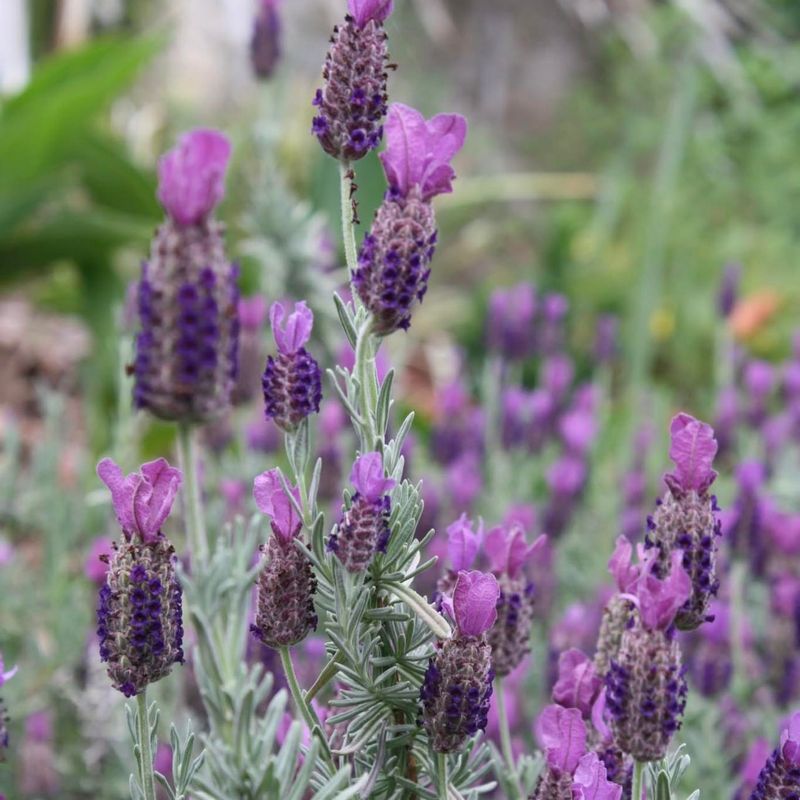 Lavender (Lavandula)