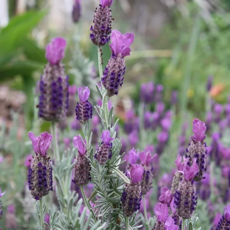 Lavender (Lavandula)