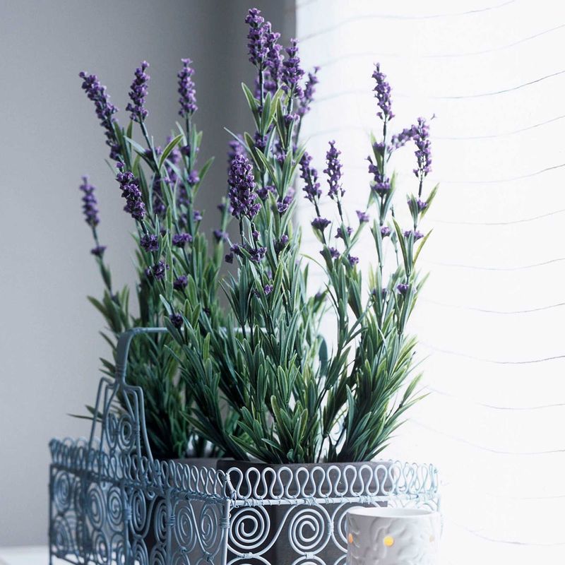Lavender Luxury
